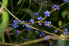Costa Rica, Tortuguero: Blaue Beeren im Dschungel von Tortuguero