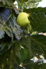 Costa Rica, Tortuguero: Brotfrucht am Baum hngend