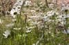 Niedersachsen, Wendland, Lbeln: Wiesen-Margeriten auf einer Frhlingswiese
