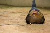 Costa Rica, Halbinsel Osa: Kken, die unter der Henne Schutz suchen