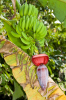 Costa Rica, Bahia Drake: Bananenpflanze mit Frchten und Blte