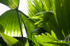 Costa Rica, Bahia Drake: ppiges Grn von Palmenblttern im Gegenlicht