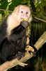 Costa Rica, Nationalpark Manuel Antonio: Weischulterkapuzineraffe an einer Bananenschale kauend