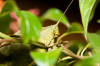 Costa Rica, Santa Elena: Leaf Katydid