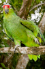 Costa Rica, Tortuguero: Grnroter Papagei macht Turnbungen
