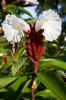 Costa Rica, Tortuguero: Ingwerlilie in Blte