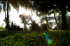 Costa Rica, Tortuguero: Karibische Natur mit Palmen im stimmungsvollen Gegenlicht
