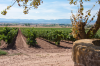 Spanien, Provinz Rioja: Weinfeld auf dem Weg von Azofra nach Cirueuela