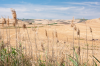 Spanien, Provinz Rioja: Karge Landschaft zwischen Azofra und Cirueuela