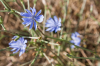 Blaue Blume am Wegesrand