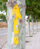 Fromista: Gelber Wegweiserpfeil an einem Baumstamm