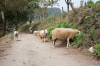 Am Wegesrand grasende Schafe bei Furela