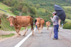 Galicische Bauern treiben ihre Khe auf die Weide