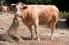 Spanien, Provinz Lugo: Gensslich kauende Kuh