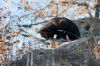 Spanien, Provinz Leon, Manjarn: Katze in Lauerstellung auf einer Mauer
