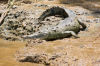 Costa Rica, Amerikanisches Krokodil am Flussufer des Ro Sierpe