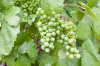Frankreich, Elsass, Dambach-la-Ville: Die Trauben des Weien Burgunder reifen in der warmen Julisonne
