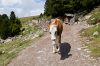 Italien, Sdtirol, Dolomiten: Eine junge Kuh geht auf einem Wanderweg spazieren