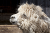 Italien, Sdtirol, Dolomiten: Ein Lama auf der Tuffalm geniet das Posieren