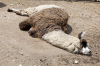 Italien, Sdtirol, Dolomiten: Ein Lama entspannt sich auf der Tuffalm