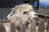 Italien, Sdtirol, Dolomiten: Ein Lama auf der Tuffalm geniet das Posieren