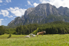 Italien, Sdtirol, Dolomiten: Drei Pferde auf der Tuffalm